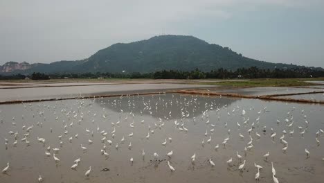 Bandada-De-Garcetas-Sobre-El-Campo-Inundado-En-Bukit-Mertajam,-Penang,-Malasia.